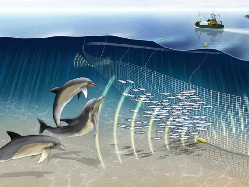 Grafik Funktionsweise Pingers.png